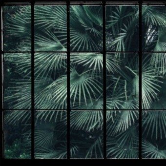 Carta da parati Murale Tropical Window Tropical Window Les Dominotiers