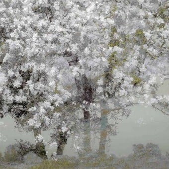 Carta da parati panoramica Le Printemps