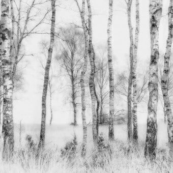Papeles pintados panorámico negro & blanco