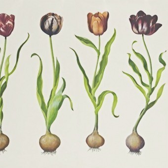 Paneel Tulips Meadow Andrew Martin