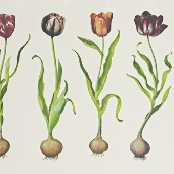 Papeles pintados Tulips
