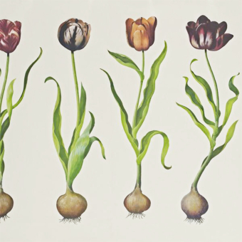 Tulips Panel