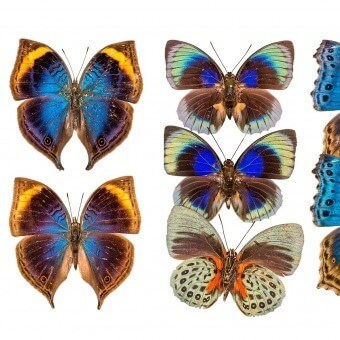 Paneel Butterflies Mix 3 Bleu Roi Curious Collections
