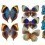 Carta da parati panoramica Butterflies Mix 3 Curious Collections Bleu Roi CC-butterflies-mix-3