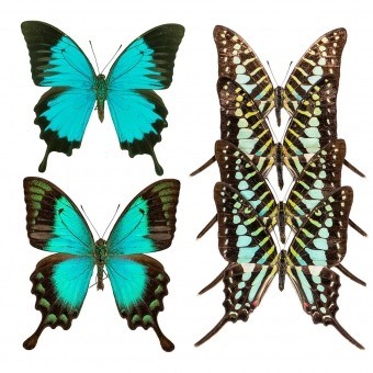 Butterflies Mix 4 Panel Bleu turquoise Curious Collections