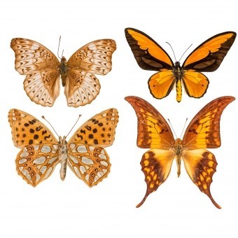 Panneau Butterflies Mix 5 Orange Curious Collections