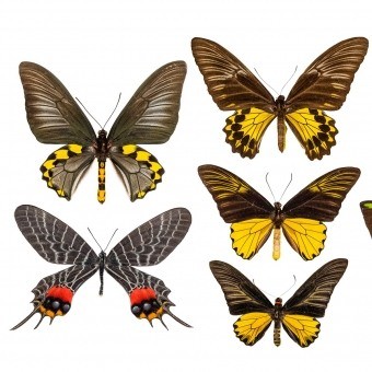 Carta da parati Murale Butterflies Mix 6 Marron Curious Collections
