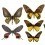 Butterflies Mix 6 Panel Curious Collections Marron CC-butterflies-mix-6