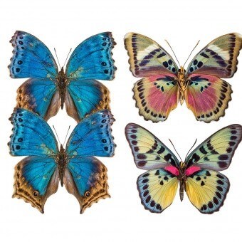 Panneau Butterflies Mix 8 Bleu/Rose Curious Collections