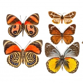 Paneel Butterflies Mix 9 Orange/Jaune Curious Collections