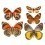 Carta da parati panoramica Butterflies Mix 9 Curious Collections Orange/Jaune CC-butterflies-mix-9