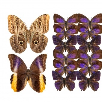 Panneau Butterflies Mix 12 Violet Curious Collections