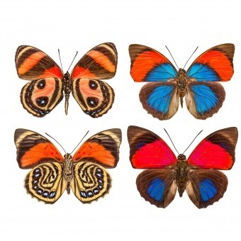 Butterflies Mix 10 Panel Orange/Bleu Curious Collections