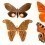 Panoramatapete Butterflies Mix 11 Curious Collections Orange CC-butterflies-mix-11