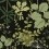 Papel pintado Herbario Masureel Greenery OLI002