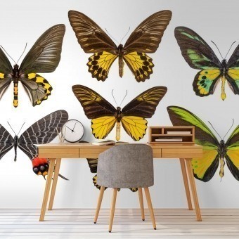 Carta da parati Murale Butterflies Mix 6 Marron Curious Collections