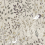 Carta da parati Aspen York Wallcoverings Off white HO2127