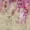 Carta da parati panoramica Shinsha Blossom Scene 1 Designers Guild Rose PDG1116/01