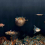 Papier peint panoramique Deep Ocean Coordonné Mediterranean 9500501