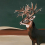 Panoramatapete Great Deer Coordonné Vert 9500201