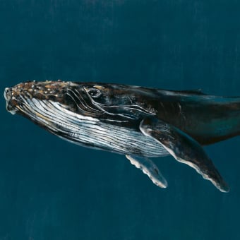Carta da parati panoramica Humpback Whale