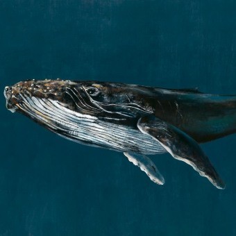 Humpback Whale Panel