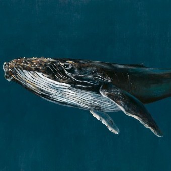 Humpback Whale Panel