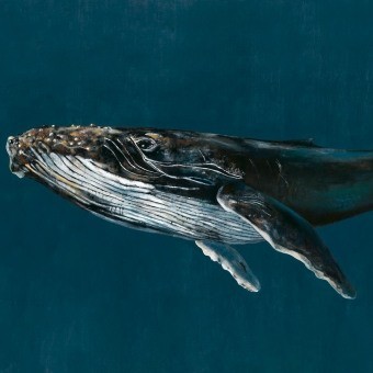 Panneau Humpback Whale Gris Coordonné