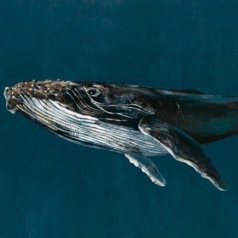 Papier peint panoramique Humpback Whale