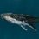 Carta da parati panoramica Humpback Whale Coordonn&eacute; Ocean 9500100