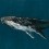 Carta da parati panoramica Humpback Whale Coordonné Océan 9500100