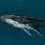 Panoramatapete Humpback Whale Coordonné Océan 9500100
