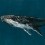 Papeles pintados panorámico Humpback Whale Coordonné Océan 9500100