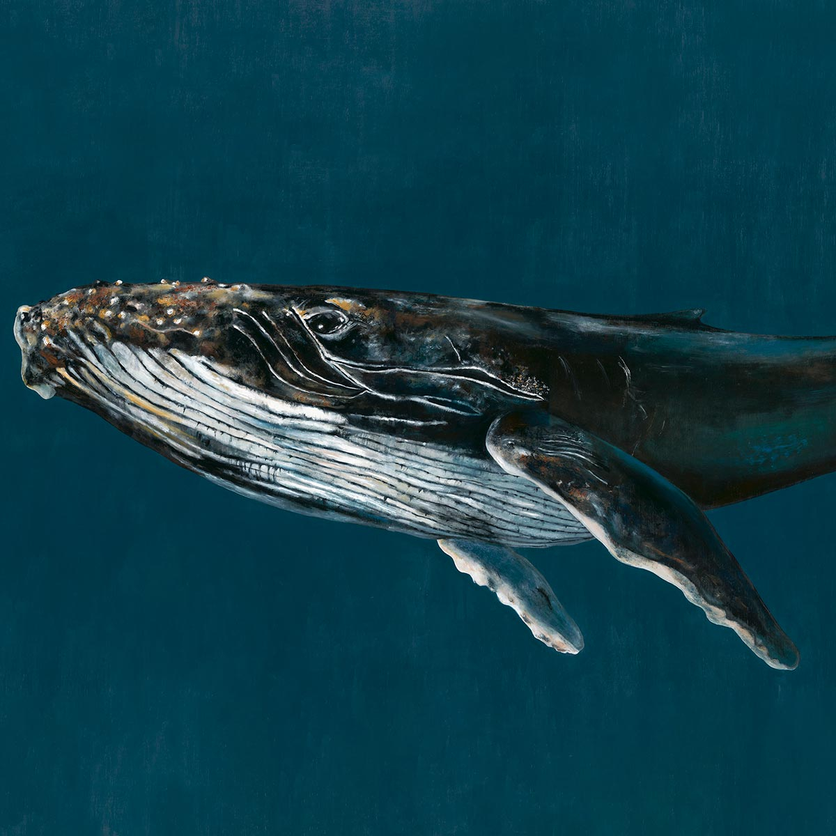 Humpback Whale Panel - Coordonné