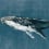 Carta da parati panoramica Humpback Whale Coordonn&eacute; Vintage 9500101
