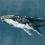Paneel Humpback Whale Coordonné Vintage 9500101