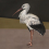 Panoramatapete Stork Mother Coordonné Noir 9500300