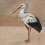 Carta da parati panoramica Stork Mother Coordonné Nude 9500301