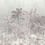 Carta da parati panoramica Jardim Botanico Code Light Grey C2201 intissé