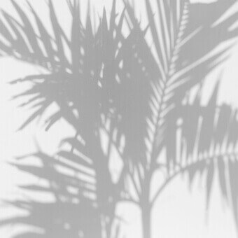 Panoramatapete Palm Shadow