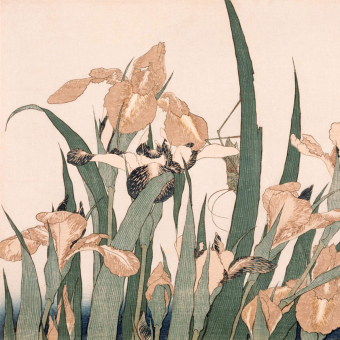 Papier peint panoramique Iris et sauterelle