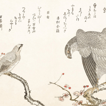 Papier peint panoramique Une myriade d'oiseaux Raffia Etoffe.com x Agence Musées Nationaux