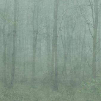 Papier peint panoramique Skog