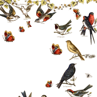 Papier peint panoramique Oiseaux de nos Campagnes 200x300 cm - 3 lés Maison Images d'Epinal