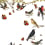 Panoramatapete Oiseaux de nos Campagnes Maison Images d'Epinal 200x300 cm - 3 lés Oiseaux de nos Campagnes 200x300