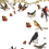 Papeles pintados Oiseaux de nos Campagnes Maison Images d'Epinal 200x300 cm - 3 tiras Oiseaux de nos Campagnes 200x300