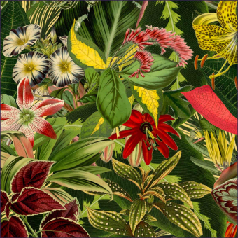 Tappeti Herbarium of Extinct Plants Square Multicolor MOOOI