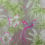 Bird of Paradise Wallpaper Matthew Williamson Fuchsia/Moss W6655/03