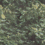 Papier peint panoramique Forest Camo Wall&decò Mélèze DSFC2103