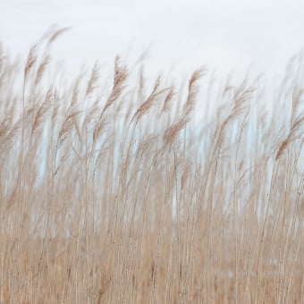 Carta da parati panoramica Swaying Reed